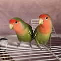 小桜インコ