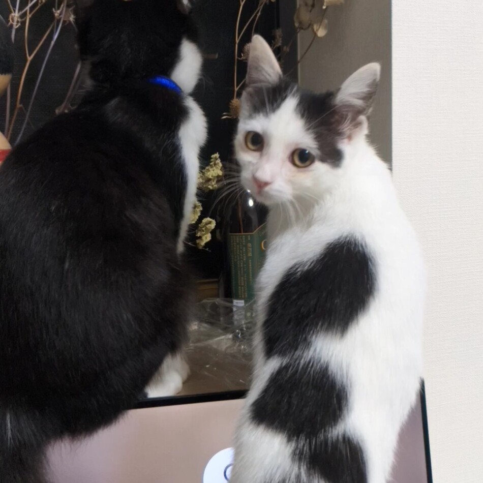 さんせーのカバー写真