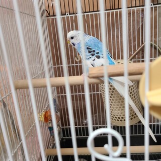 お目めクリクリせきせいいんこ