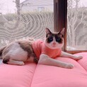 甘えん坊