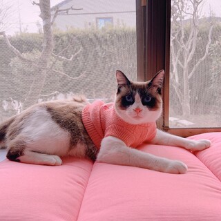 甘えん坊