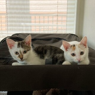 子猫2匹の里親様募集