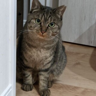 たぬきみたいなまんまる女子、ジョー！