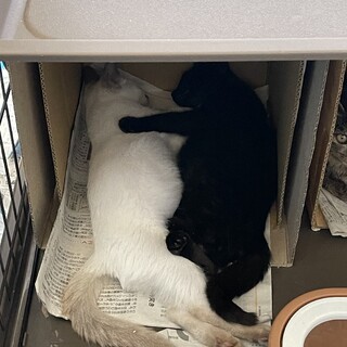 800g！仲良し姉妹！