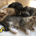 雑種の子猫 4匹