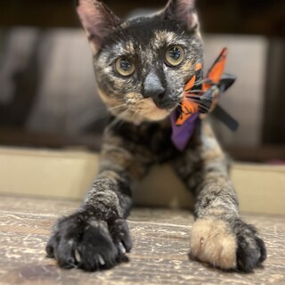 マイペースな性格のごまちゃん