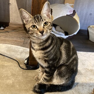 【三兄妹】マーブル模様のパールちゃん