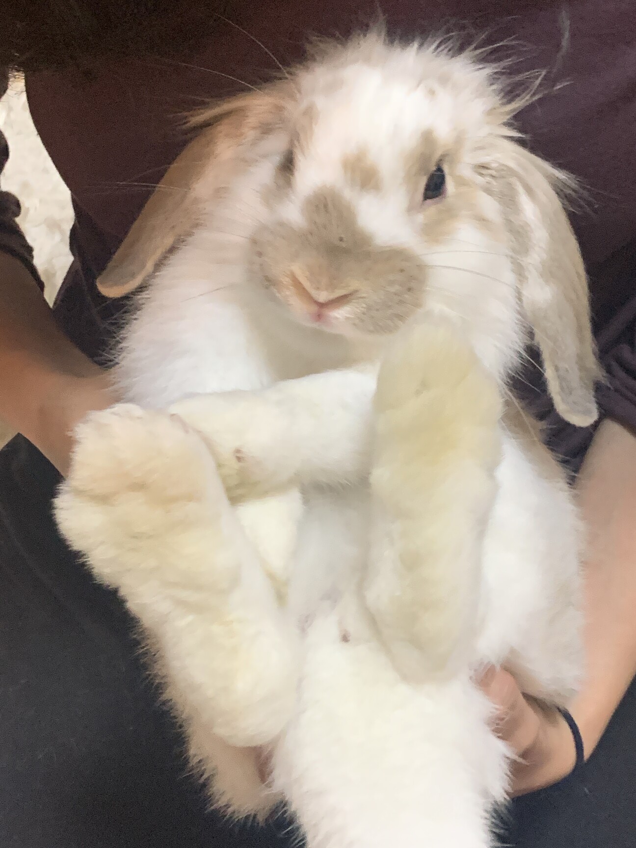 急募:うさぎ飼育ゲージ等一式