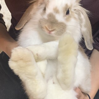 【急募！！】ホーランドロップ