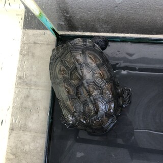 クサガメ　里親募集中　神奈川県　横浜市