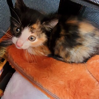 子猫もらって下さる方いませんか？