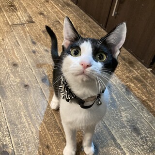 人慣れ抜群！甘えん坊の食いしん坊　ソイ君