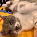 グレーが美しい人懐こい子猫"モモ"(3ヶ月半)