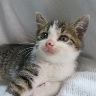 やさしい女の子です