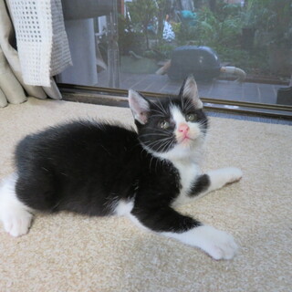 人によく慣れたやさしい女の子です