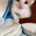 お利口さんの仔猫