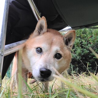 柴系雑種老犬の栗ちゃん男の子