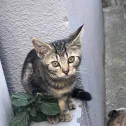 ナデナデ大好き生後２ヶ月の子猫