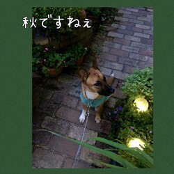 Luluちゃんの秋