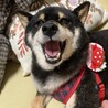 の写真