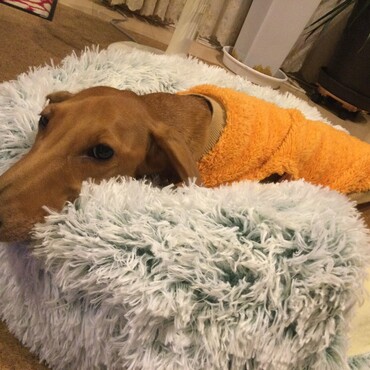 新しいベット届いた！