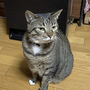 マッサージ機を見つめる雹、毎年この時期に猫捻挫誰が足首にいる？(^^;;犯人は雹？天？寝返りすると膝捻挫(~_~;)