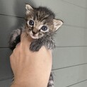 【子猫】離乳食はじめました