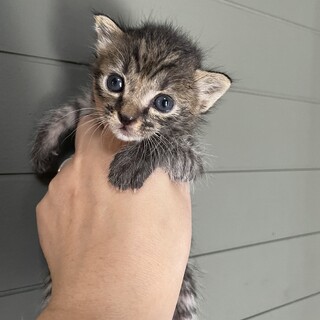 【子猫】離乳食はじめました