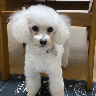 ちっちゃいお顔くりくりお目々で甘える、ほたてちゃん
