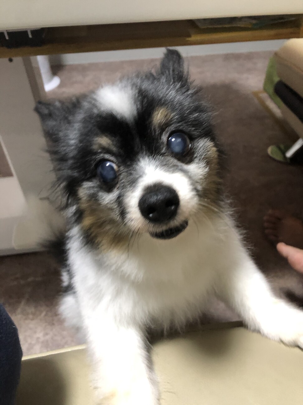 元気な美じぃさん おかゆちゃん 群馬県 犬の里親募集 ペットのおうち 月間利用者150万人