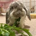 なでなで大好きなバズくん