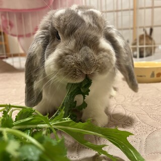 なでなで大好きなバズくん