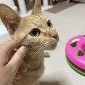 茶トラの女の子ルルちゃん♪トライアル決定！