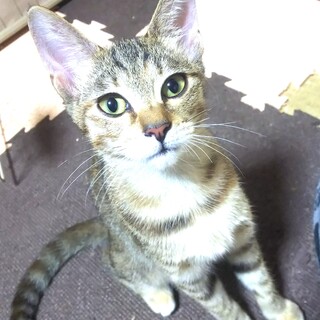 麦わら色のモカちゃん(*^^*)トライアル決定！