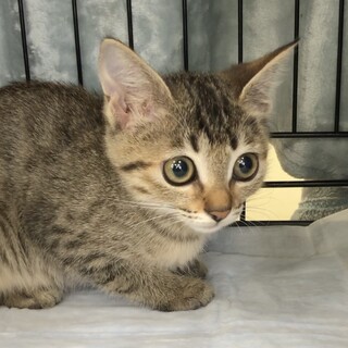 募集停止プリティフェイス❤️キジトラ女子愛