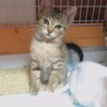 麦わら色のモカちゃん(*^^*)トライアル決定！ サムネイル2