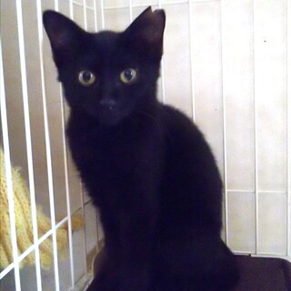 黒チビのデイジーちゃん(^^)トライアル決定！