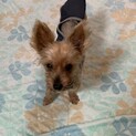 ヨークシャーテリアのマリンちゃん