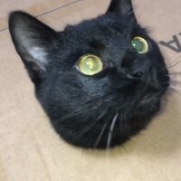 ミミ 黒猫