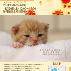 猫の譲渡会