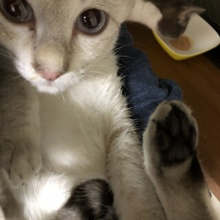 子猫と母猫の里親募集です