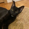 お綺麗な黒猫/避妊済み/お腹は白