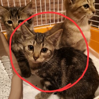 子猫２ヶ月　元気で可愛いです！