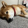 カズガムさん