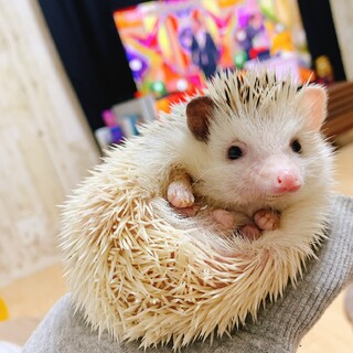 ハリネズミ♂里親募集します。