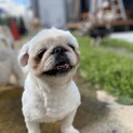 おっとりペキニーズの「ペコ」