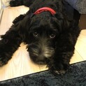 シュナプー(アレルギーフリー)  珍しい犬種です