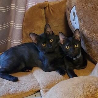 元気が取り柄です!!黒豹みたいな兄妹