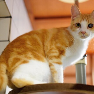 食いしん坊!!チャーミングなしっぽが目印★