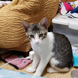 募集停止。クリッとした目が可愛いキョロちゃん